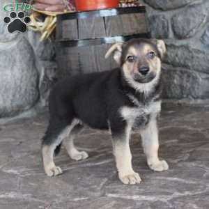 Magnus, German Shepherd Puppy